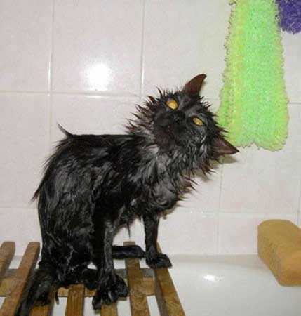 cat